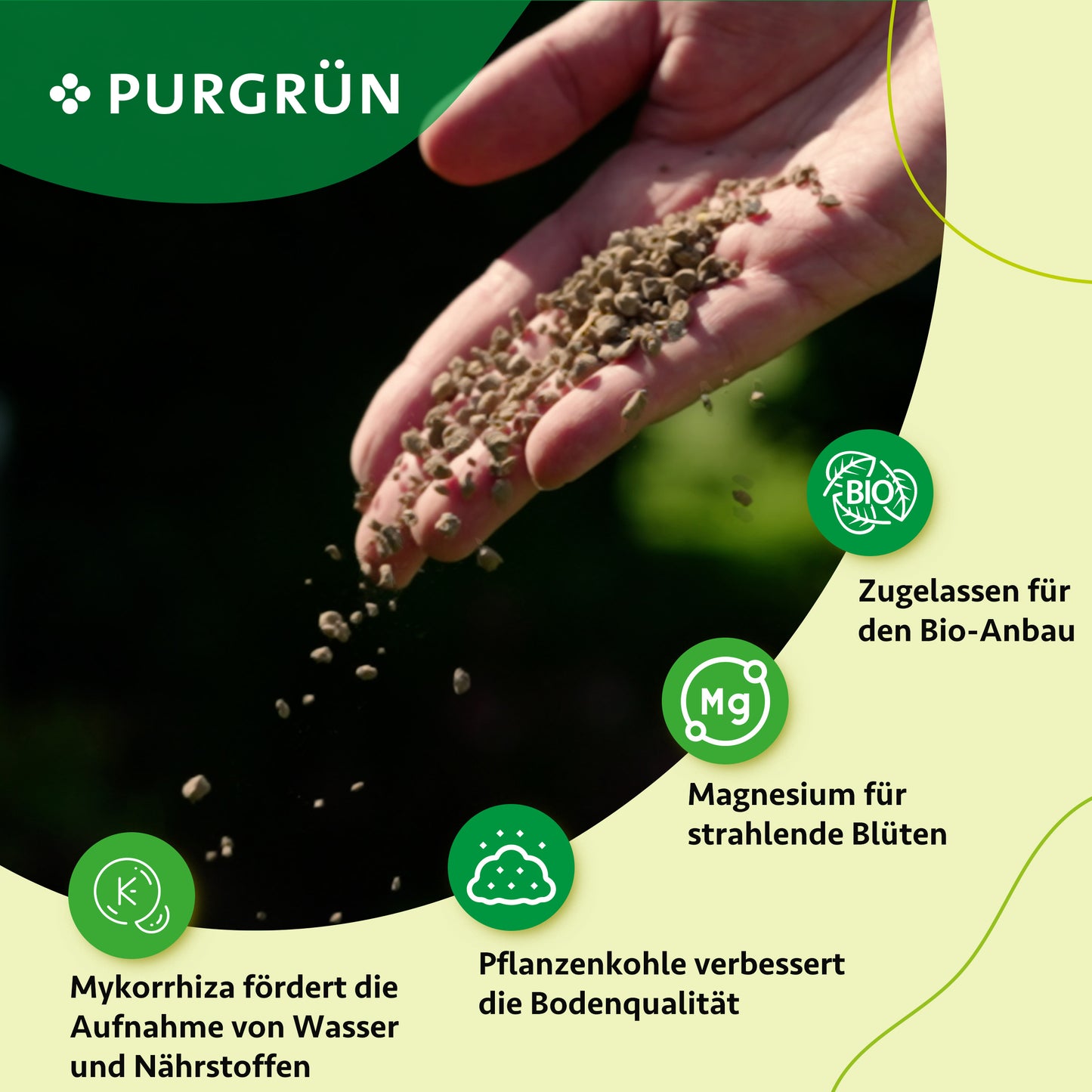 Eine Hand streut Purgrün Bio-Felsenbirne-Dünger 1 kg auf dunkle Erde. Symbole zeigen Vorteile: Bio-Anbau, Magnesium fördert Blüten, Mykorrhiza unterstützt Nährstoffaufnahme, Pflanzenkohle verbessert den Boden.