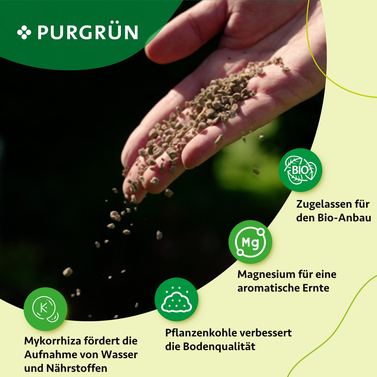 Eine Hand streut Purgrün Bio-Rhabarber-Dünger 1 kg Granulat auf den Boden. Icons und deutscher Text zeigen die wichtigsten Vorteile: verbesserte Nährstoff- und Wasseraufnahme, verbesserte Bodenqualität, Magnesium für das Aroma und Eignung für den ökologischen Landbau. Das Purgrün-Logo ist oben abgebildet.