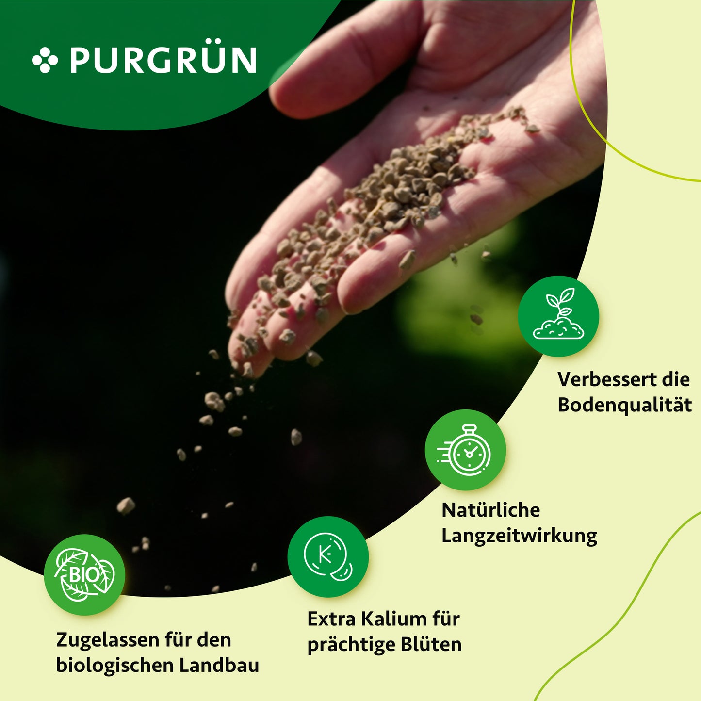 Eine Hand streut Purgrün Bio-Dahlien-Dünger 1 kg auf den Boden. Die Symbole zeigen, dass der Purgrün Bio-Dahlien-Dünger für den ökologischen Landbau zugelassen ist, den Boden verbessert, eine lang anhaltende Wirkung hat und den Kaliumgehalt für eine gesunde Dahlienblüte erhöht.