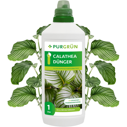 Eine 1-Liter-Flasche Purgrün Calathea-Dünger trägt auf dem Etikett Calathea-Blätter, einen grünen Deckel und einen Text, der auf den enthaltenen Stickstoff und die Spurenelemente für gesundes Wachstum und leuchtende Blattfarbe hinweist.