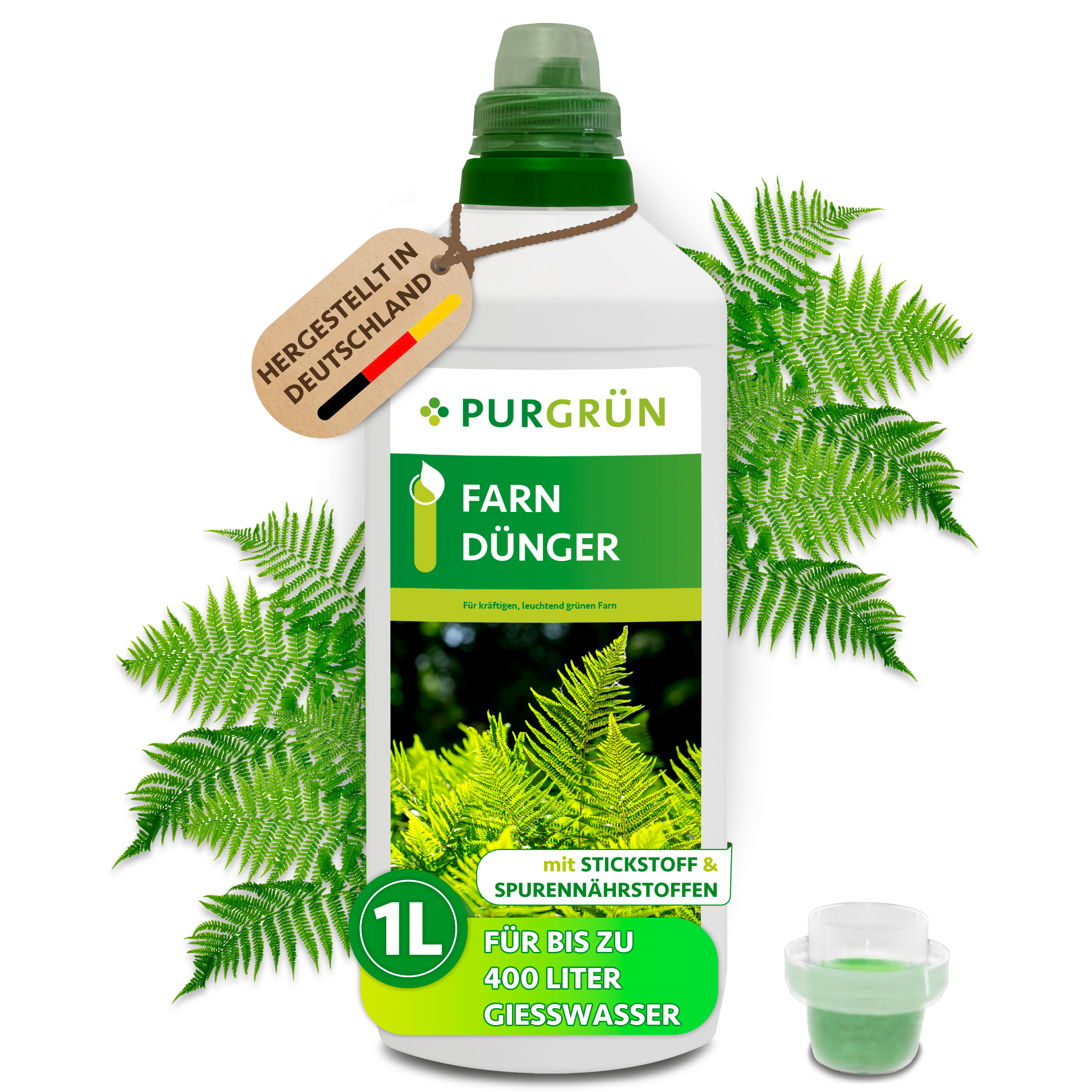 kentia palme hund Kentiapalme kaufen | Howea forsteriana main image 1