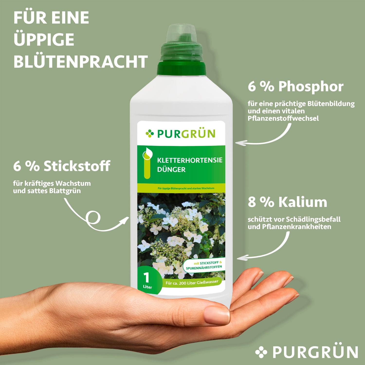 Eine Hand hält eine 1-Liter-Flasche Purgrün Kletterhortensie-Dünger, auf der weiße, blühende Kletterhortensien abgebildet sind und die Nährstoffe für eine kräftige Blüte hervorgehoben werden: 6% Stickstoff, 6% Phosphor und 8% Kalium.