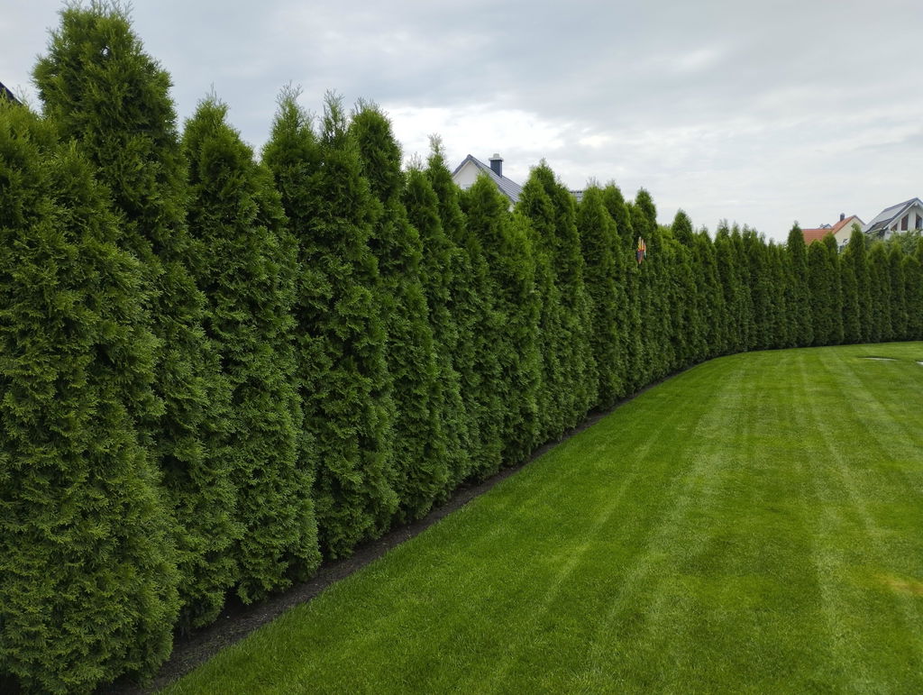 Kundengarten: Thuja-Hecke mit Purgrün Thuja-Smaragd-Dünger 1 kg