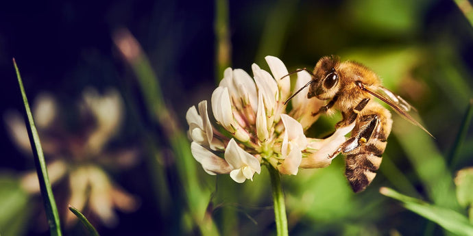 So wird der heimische Garten zum Bienenparadies