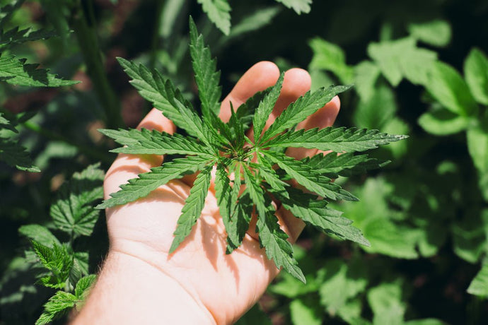 Cannabis-Anbau zuhause – was Gärtner wissen sollten