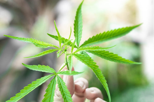 Daten, Fakten und Statistiken zum Thema Cannabis in Deutschland - Purgrün