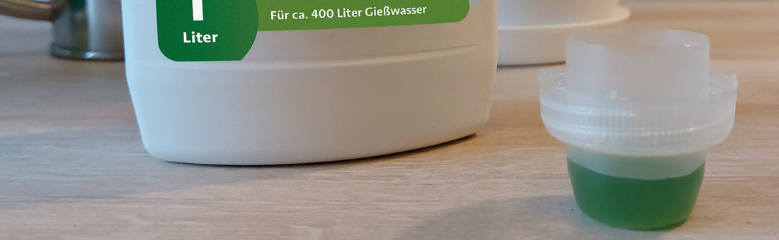 Monstera düngen – Nährstoffe für ein gesundes Wachstum
