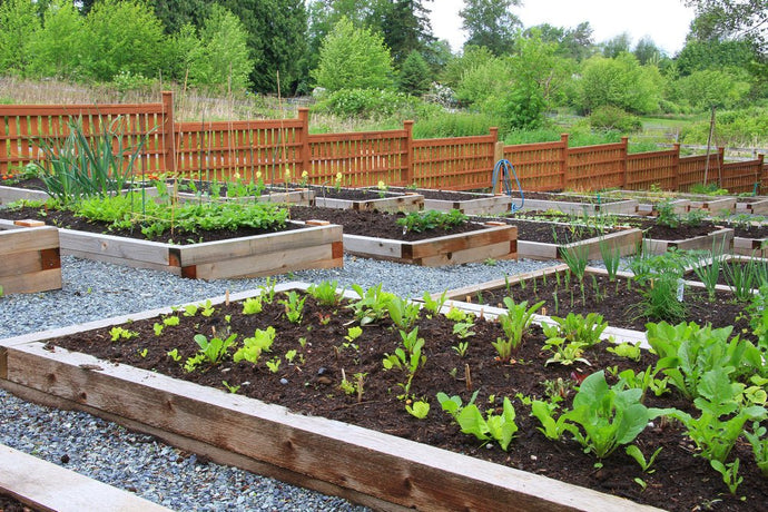 Urban Gardening -  Gegen Klimawandel und Nahrungsmittelknappheit