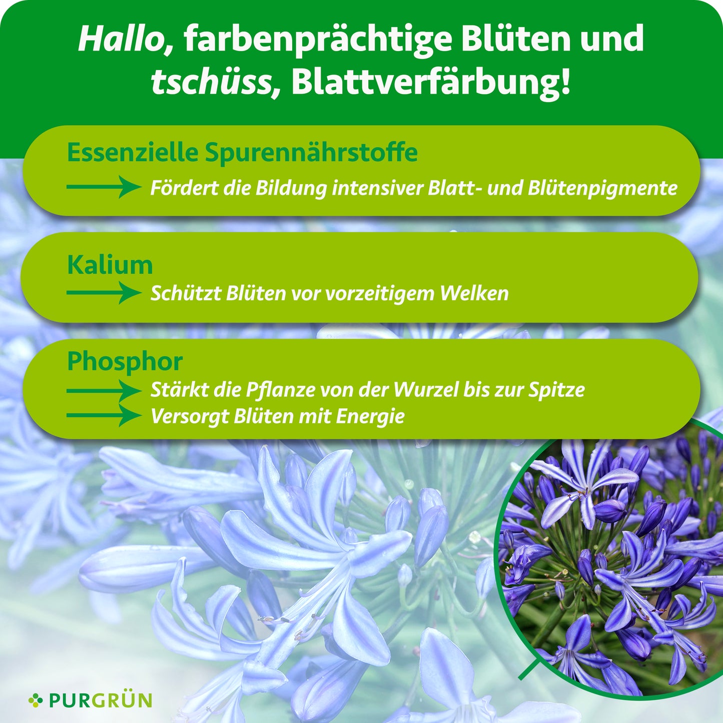 Agapanthus-Dünger 1 Liter