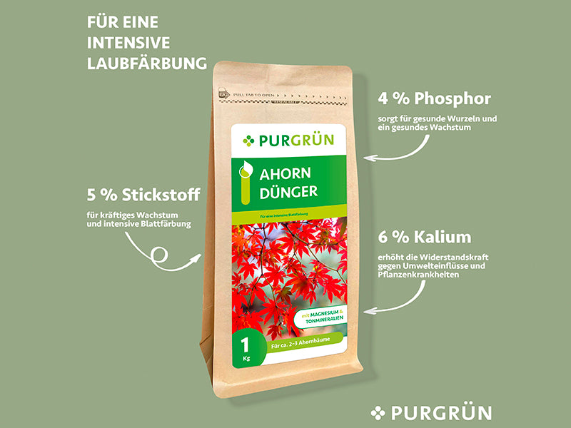 Eine 1 kg schwere braune Papiertüte Purgrün Ahorn-Dünger mit roten Ahornblättern auf dem Etikett bietet ein 5-4-6 NPK-Verhältnis - ein organisch-mineralischer Dünger zur Förderung von kräftigem Wachstum und Farbe bei Ahornbäumen.