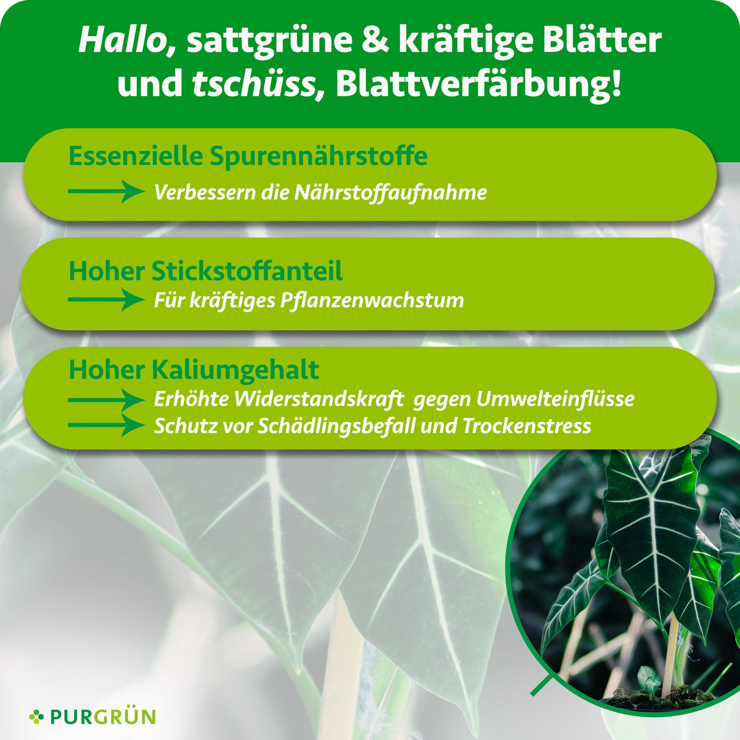 Alocasia-Dünger 1 Liter
