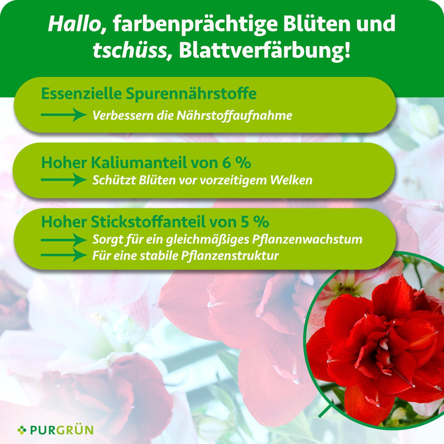 Amaryllis-Dünger 1 Liter