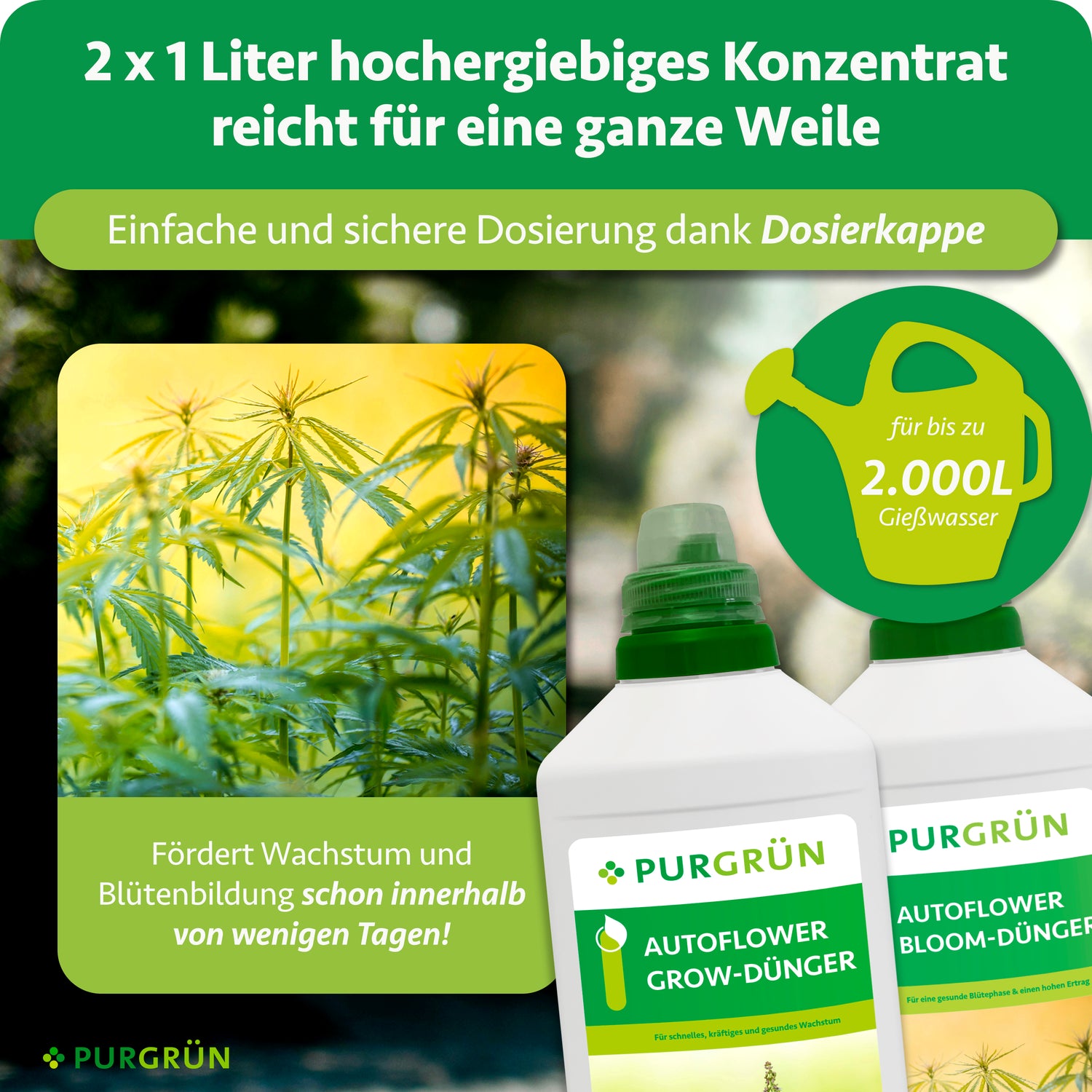 Eine deutsche Anzeige für das Purgrün Autoflower-Dünger-Set 2 x 1 Liter zeigt zwei Flaschen, Cannabispflanzen und ein Gießkannen-Symbol für Erträge bis zu 2.000 Liter. Der Text hebt das schnelle Wachstum, die Dosierkappe und die ideale Verwendung als Autoflower-Bloom-Dünger hervor.