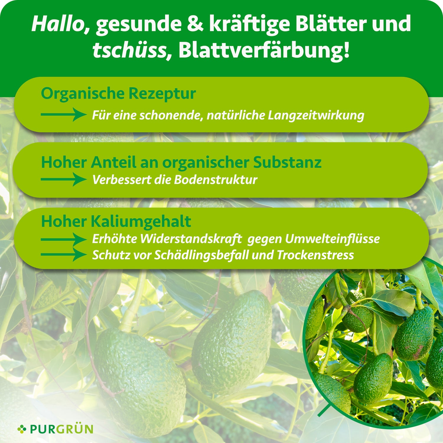 Die grüne Werbegrafik zeigt Bio-Avocado-Dünger 1 Liter von Purgrün für gesunde, kräftige Blätter und weniger Verfärbungen. Avocadobäume im Hintergrund. Drei Kästchen betonen die Bio-Formel, den hohen Bio-Gehalt und den hohen Kaliumgehalt.