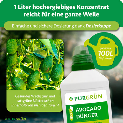 Eine Flasche Purgrün Bio-Avocado-Dünger 1 Liter wird neben Avocadobäumen mit grünen Früchten gezeigt. Der Text betont, dass 1 Liter Konzentrat bis zu 100 Liter natürlichen Dünger ergibt und gesundes, üppiges Avocadowachstum unterstützt.