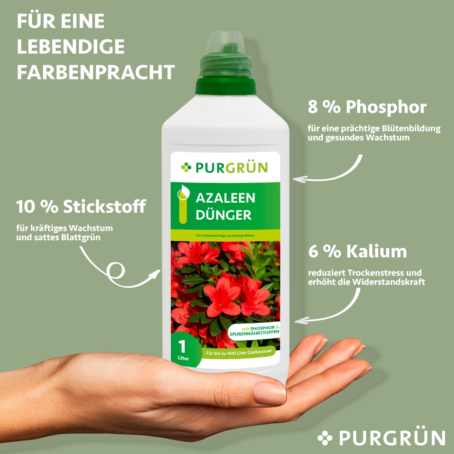 Eine Hand hält eine 1-Liter-Flasche mit Purgrün Azaleen-Dünger. Das Etikett weist auf 10 % Stickstoff, 8 % Phosphor und 6 % Kalium hin, die ein gesundes Wachstum und eine kräftige Blüte fördern.