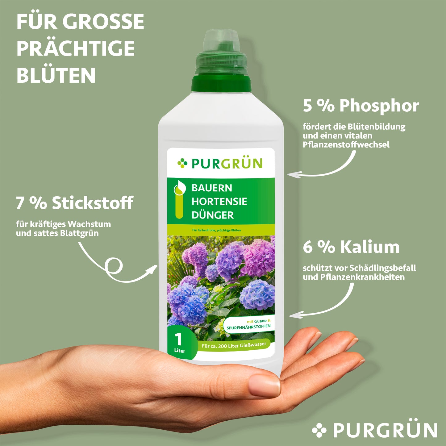 Eine Hand hält eine Flasche Purgrün Bauernhortensie-Dünger 1 Liter vor einem hellgrünen Hintergrund. Das Etikett hebt 7% Stickstoff für das Wachstum, 5% Phosphor für die Blüte und 6% Kalium für gesunde Hortensien hervor.