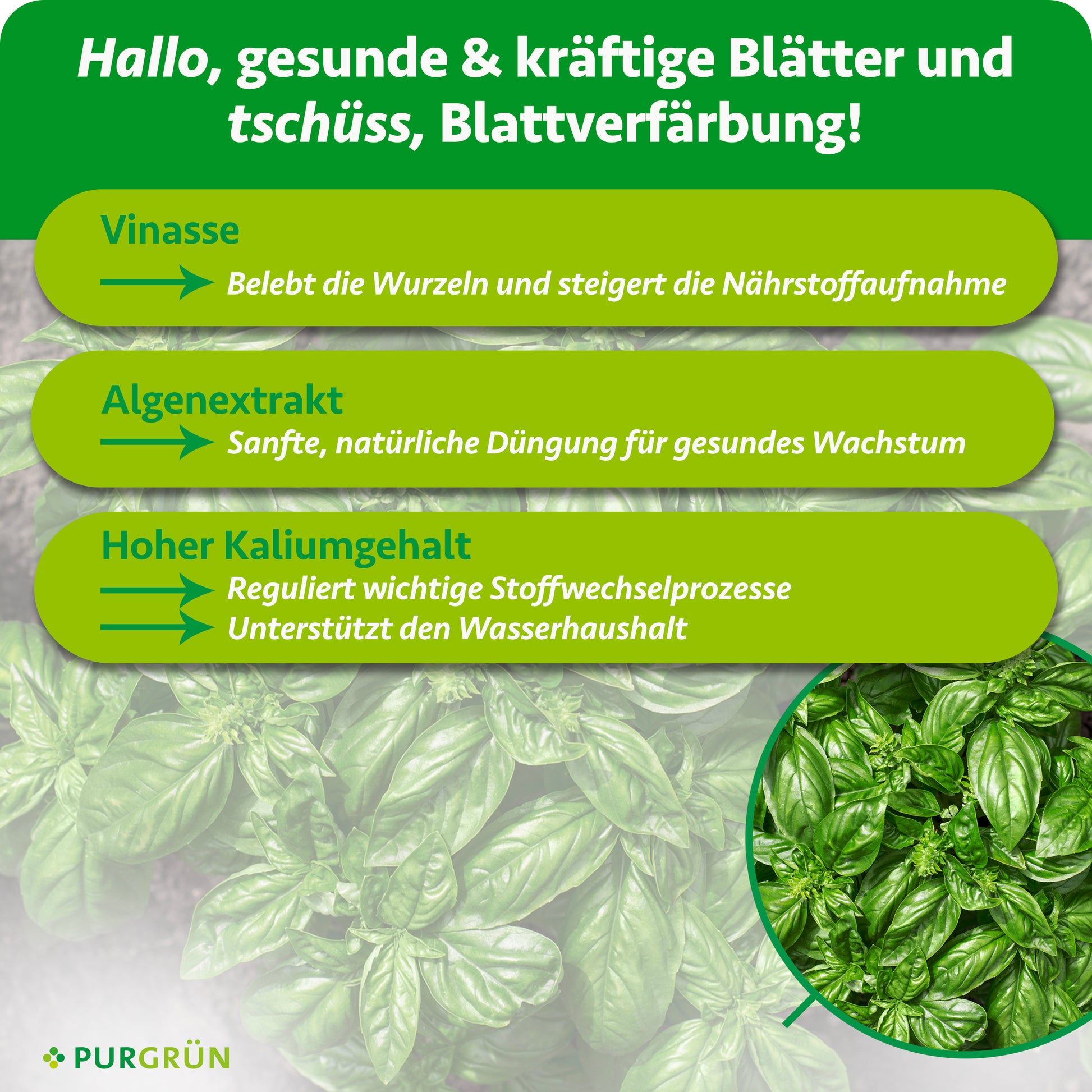 Purgrün Bio-Basilikum-Dünger 1 Liter