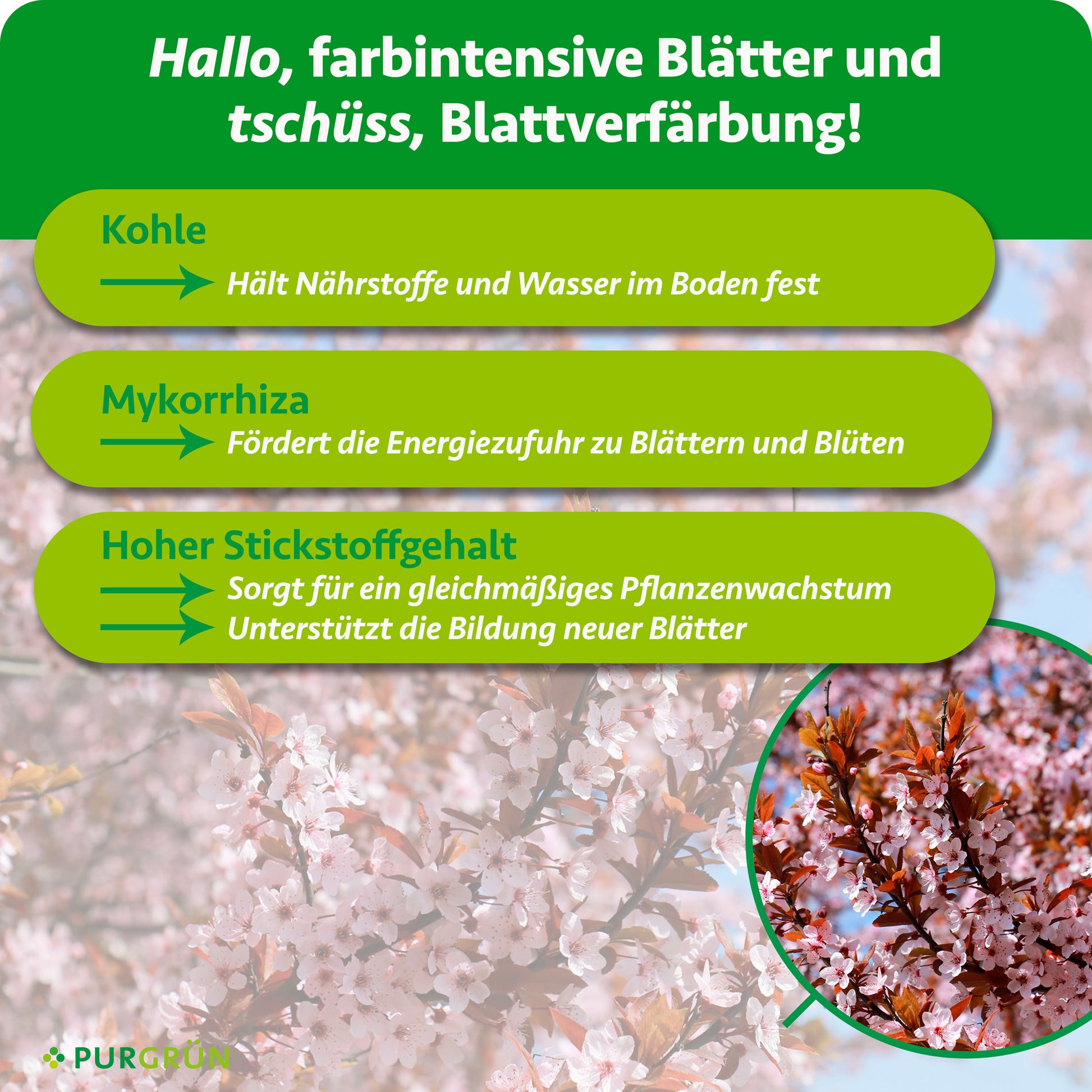blutpflaume düngen Purgrün Bio-Blutpflaume-Dünger 1 kg