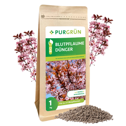Ein 1 kg schwerer brauner Purgrün Bio-Blutpflaumen-Dünger-Beutel mit Pflaumenblütenmotiven steht aufrecht mit losem grauen Granulat auf der Vorderseite - ideal zum Düngen von Blutpflaumen. Hinter der Verpackung sind rosa Pflaumenzweige zu sehen.