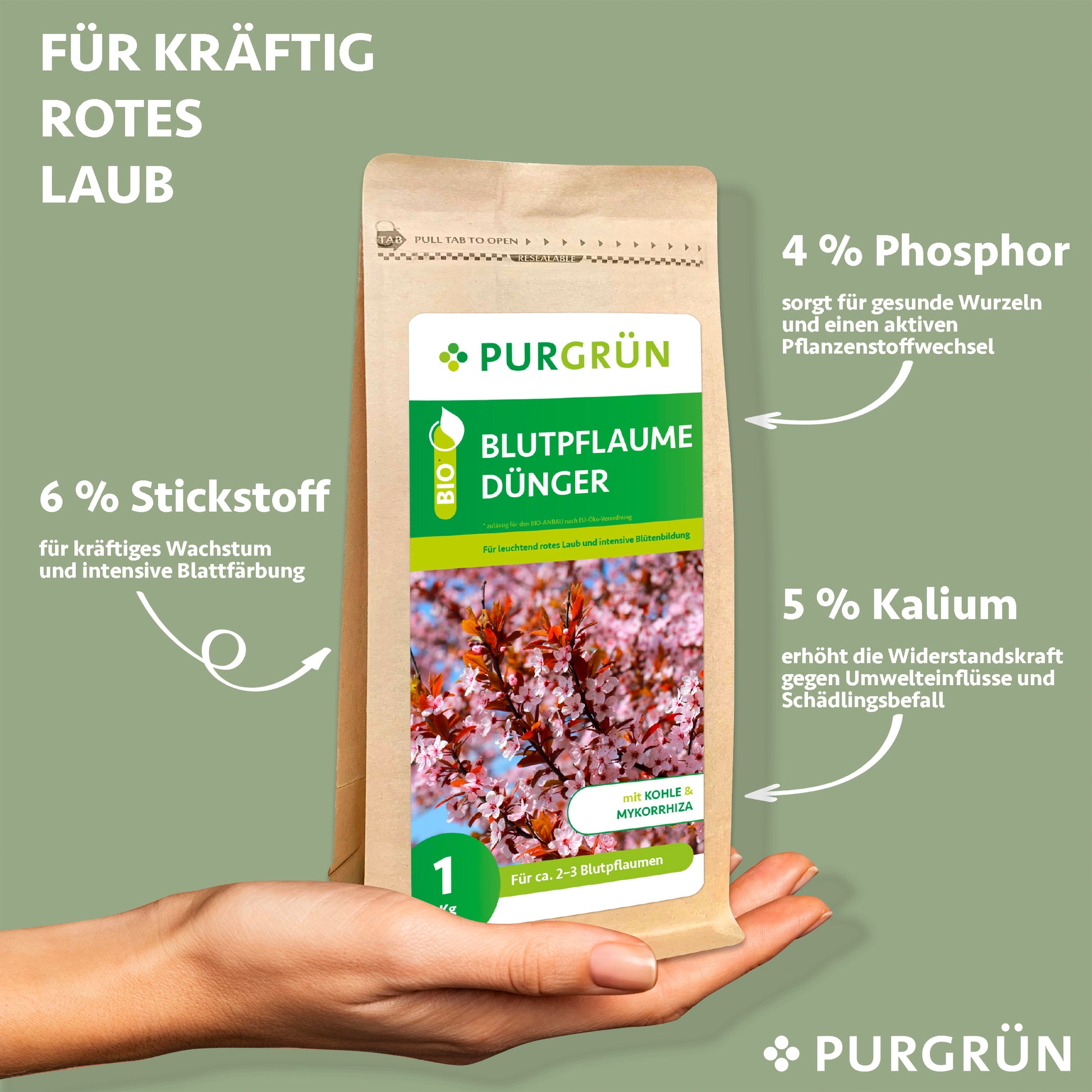 Eine Hand hält einen Purgrün Bio-Blutpflaume-Dünger 1 kg Beutel mit der Aufschrift "Blutpflaume Dünger". Die Information zeigt 6% Stickstoff, 4% Phosphor und 5% Kalium für kräftiges rotes Laub. Hellgrüner Hintergrund mit weißer Schrift. Ideal für Blutpflaumen Düngen.
