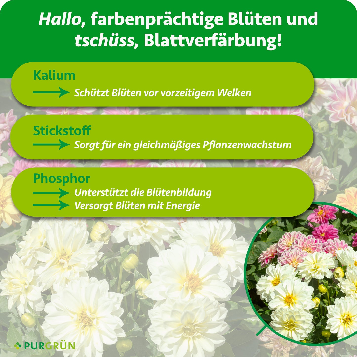 Bio-Dahlien-Dünger 1 kg