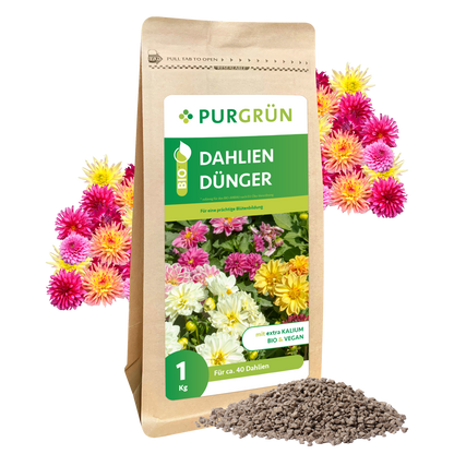 Ein 1 kg-Sack Purgrün Bio-Dahlien-Dünger steht aufrecht, dahinter leuchtende Dahlien und davor ein kleiner Haufen Düngergranulat. Auf der Verpackung steht "Blütenbildung Dahlien" und weitere Produktinformationen in deutscher Sprache.