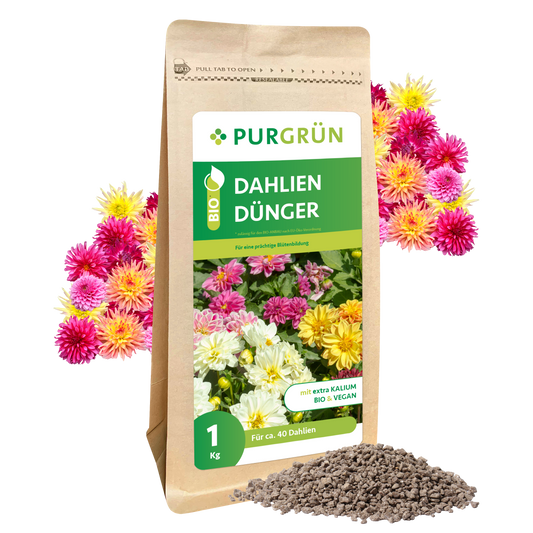 Ein 1 kg-Sack Purgrün Bio-Dahlien-Dünger steht aufrecht, dahinter leuchtende Dahlien und davor ein kleiner Haufen Düngergranulat. Auf der Verpackung steht "Blütenbildung Dahlien" und weitere Produktinformationen in deutscher Sprache.