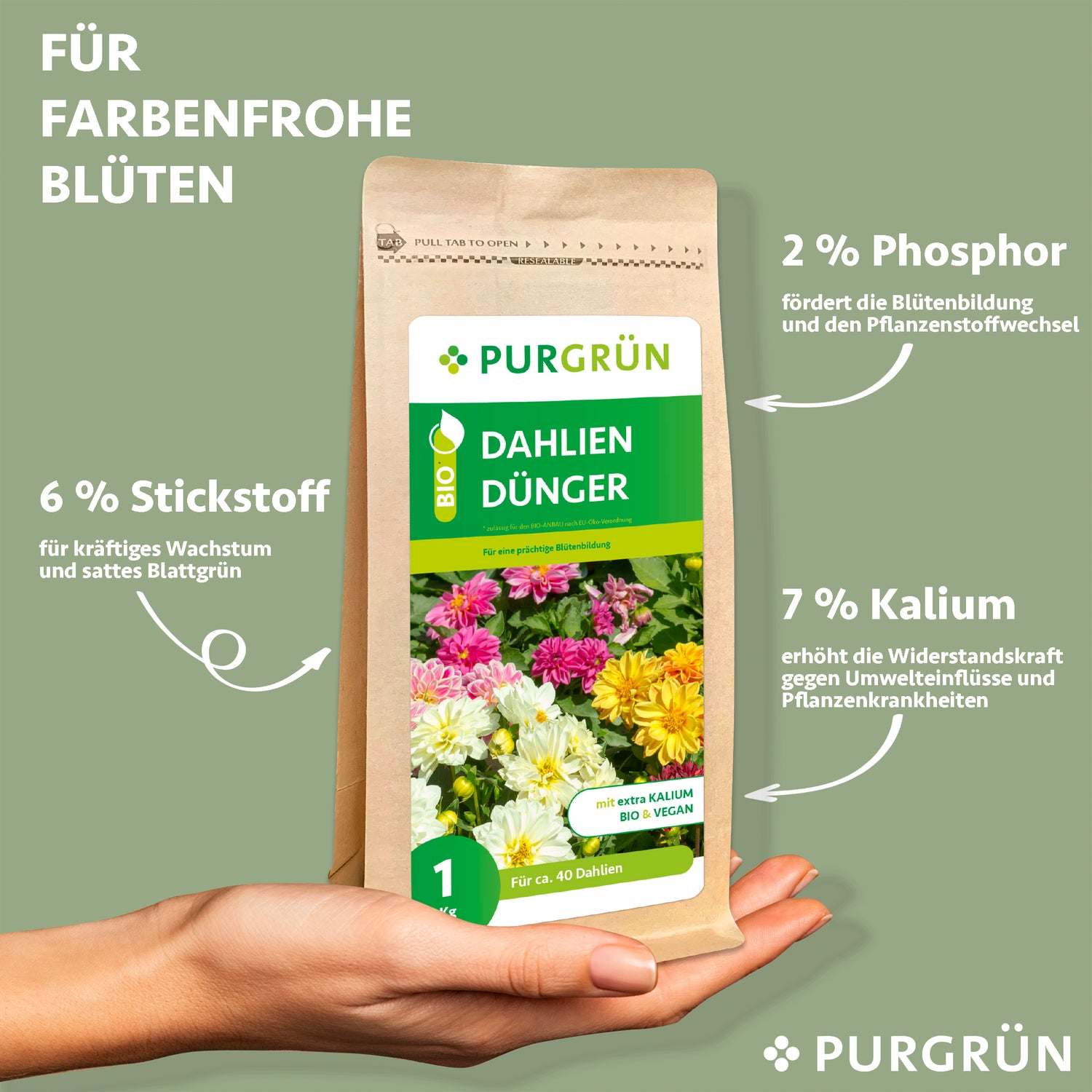 Eine Hand hält einen Purgrün Bio-Dahlien-Dünger 1 kg Beutel. Das mit bunten Dahlienblüten geschmückte Etikett hebt seine Vorzüge hervor: 6% Stickstoff für das Wachstum, 2% Phosphor für die Blüte und 7% Kalium für kräftige Pflanzen.