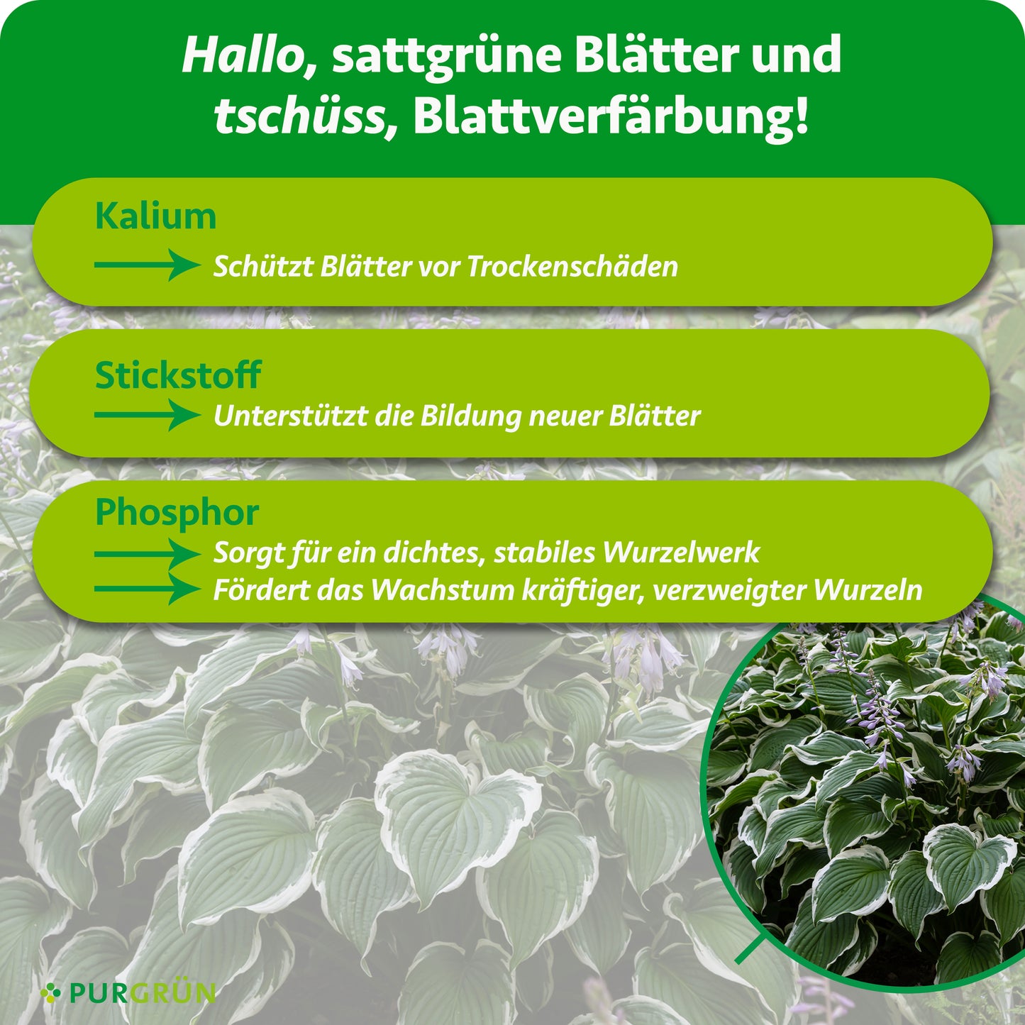 Purgrün Funkie-Dünger 1 kg