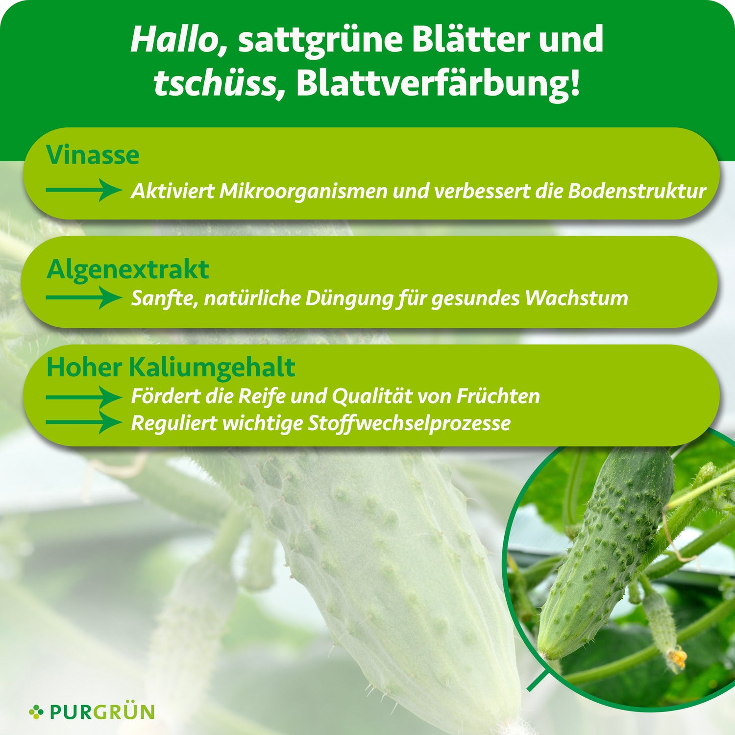 Purgrn Bio-Gewchshausgurken-Dnger 1 Liter