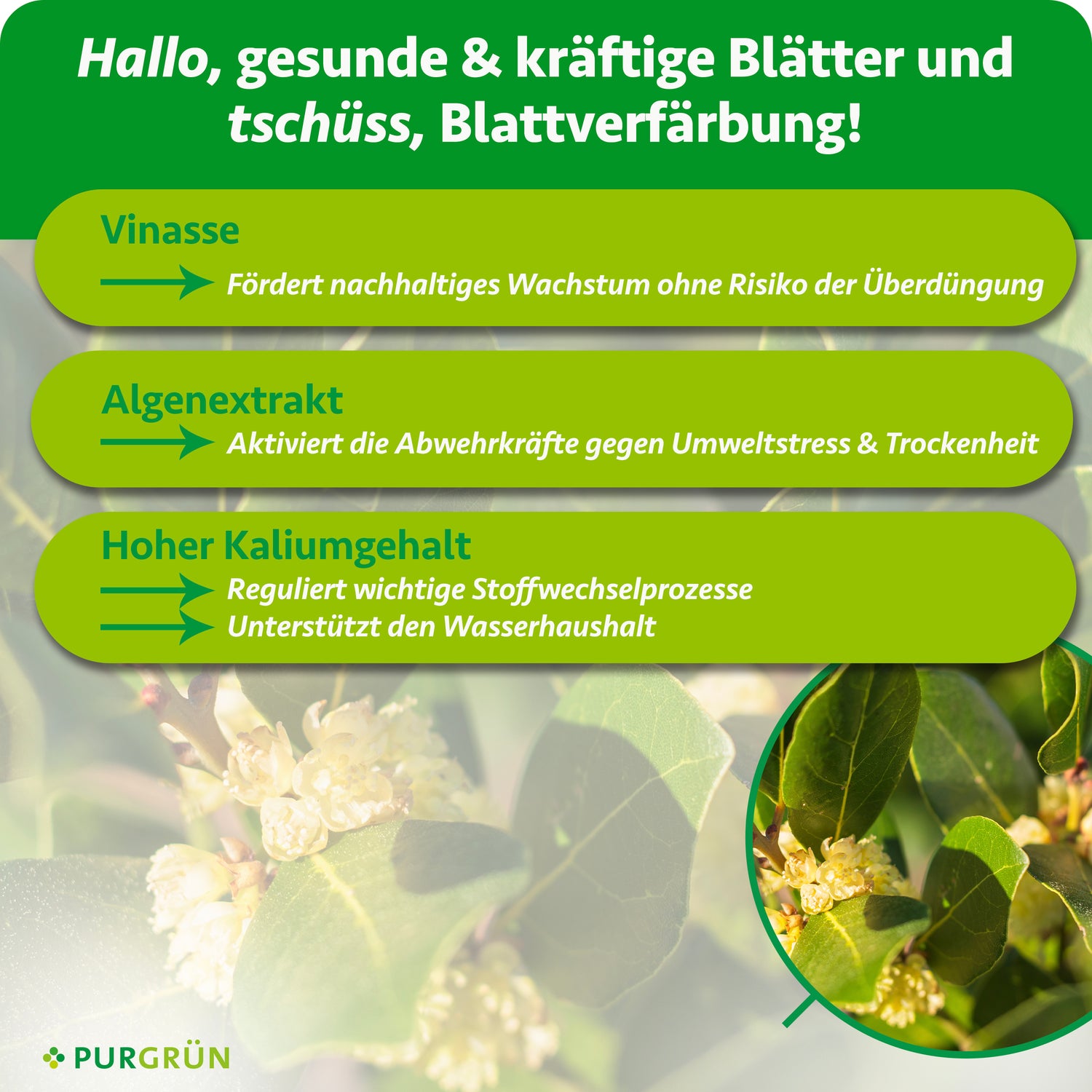 Purgrün Bio-Gewürzlorbeer-Dünger 1 Liter