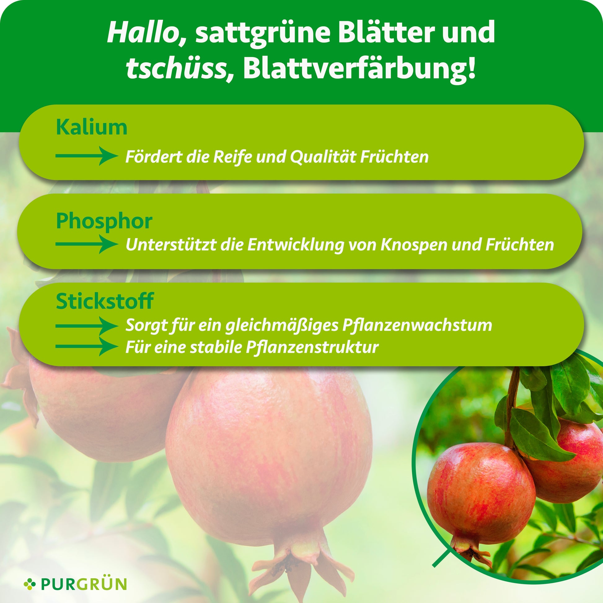 Purgrün Bio-Granatapfel-Dünger 1 kg