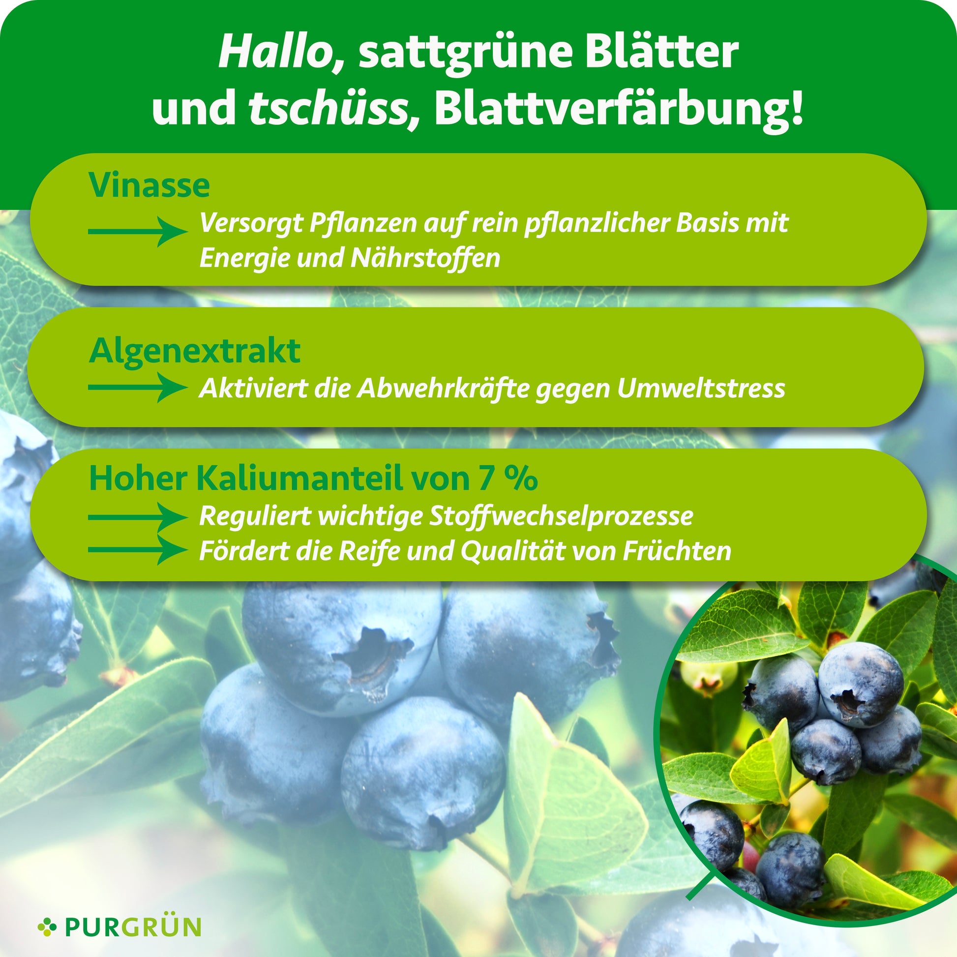 heidelbeeren richtig aufbewahren Purgrün Bio-Heidelbeerdünger 1 Liter