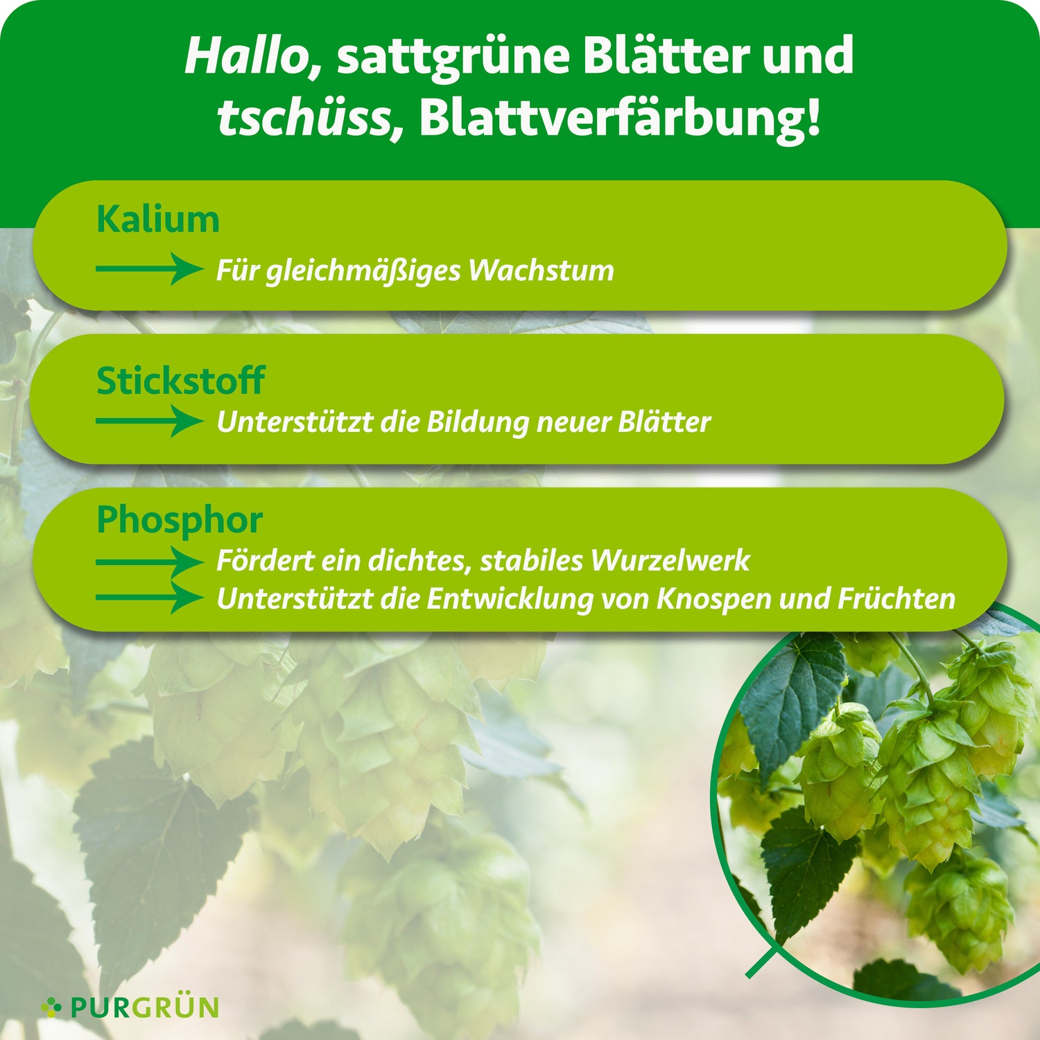 Purgrün Hopfen-Dünger 1 kg