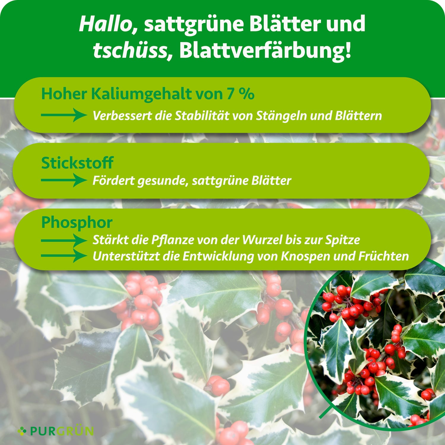 Purgrün Ilex-Dünger 1 kg