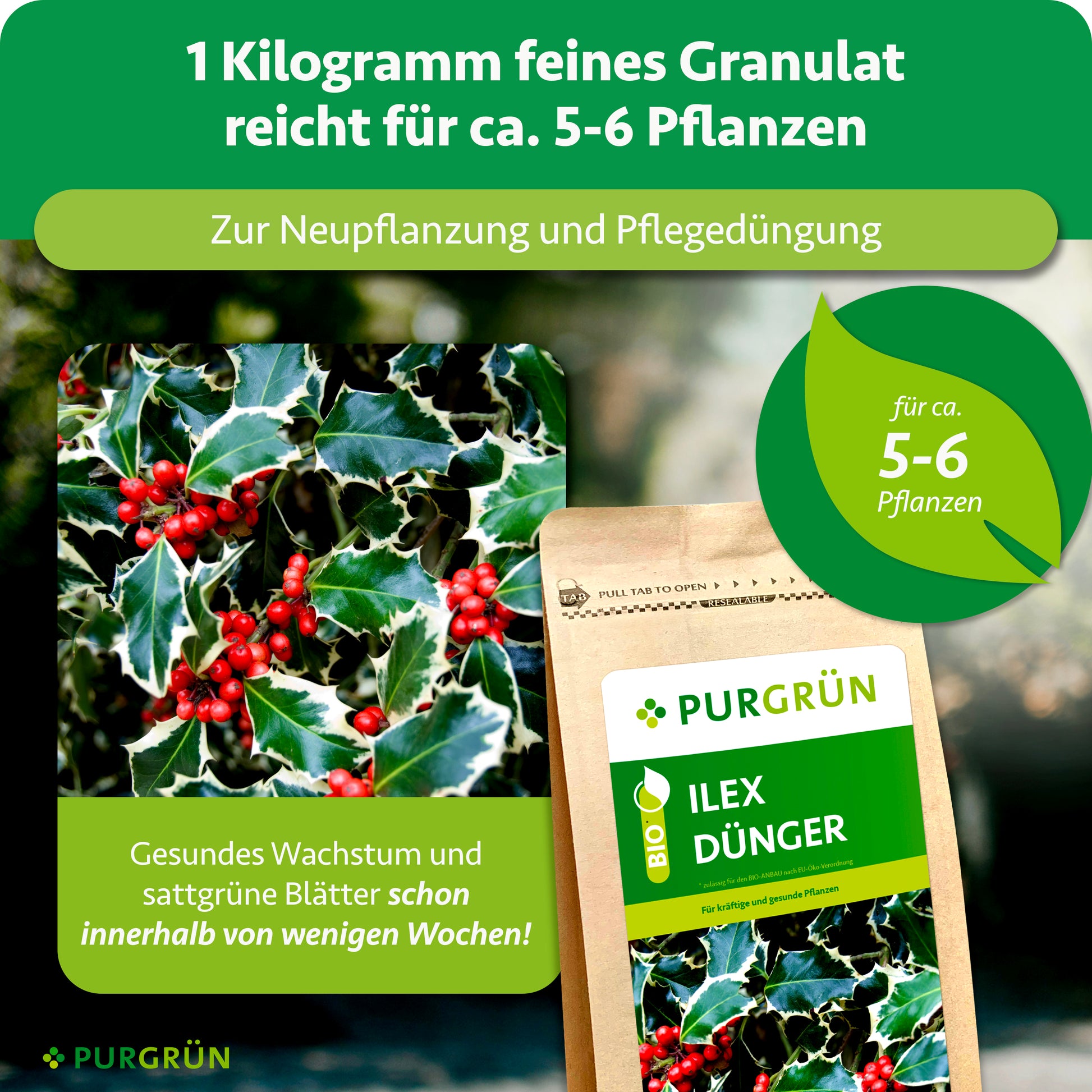 Purgrün Ilex-Dünger 1 kg
