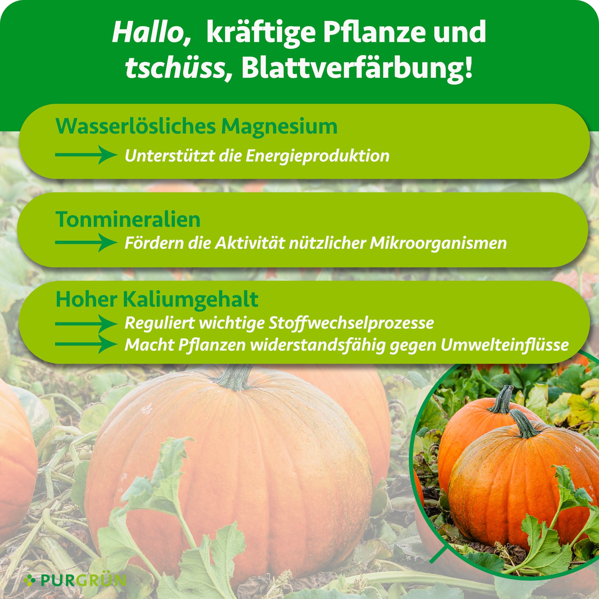 Purgrün Bio-Kürbis-Dünger 1 kg