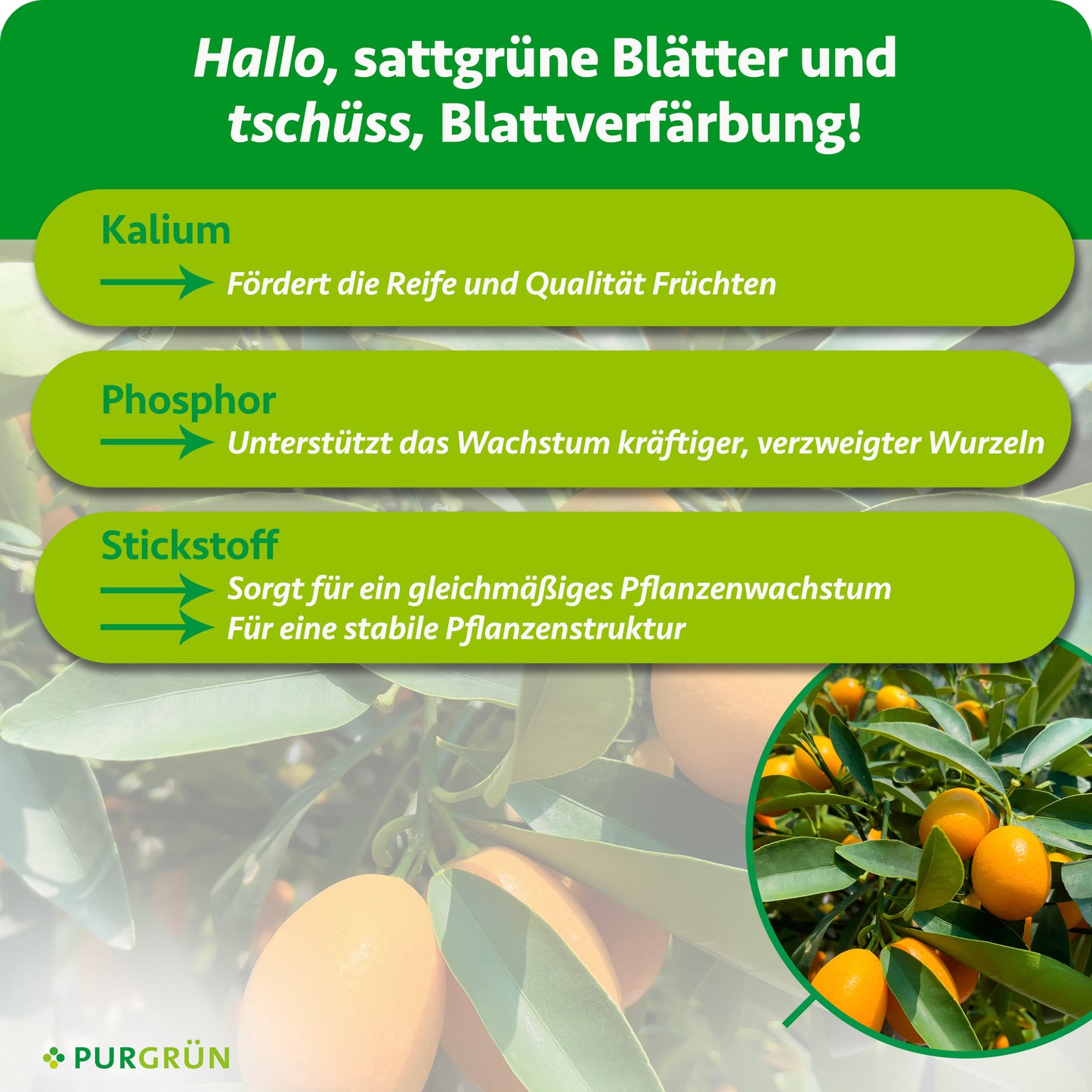 Bio-Kumquat-Dünger 1 Liter