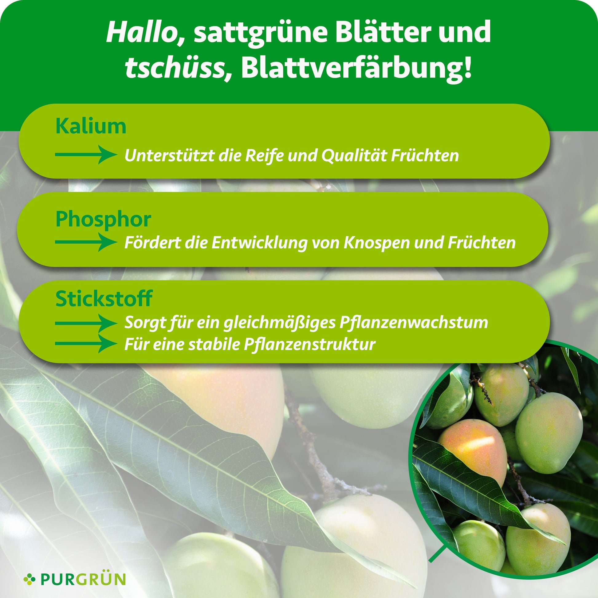 Purgrün Bio-Mango-Dünger 1 Liter