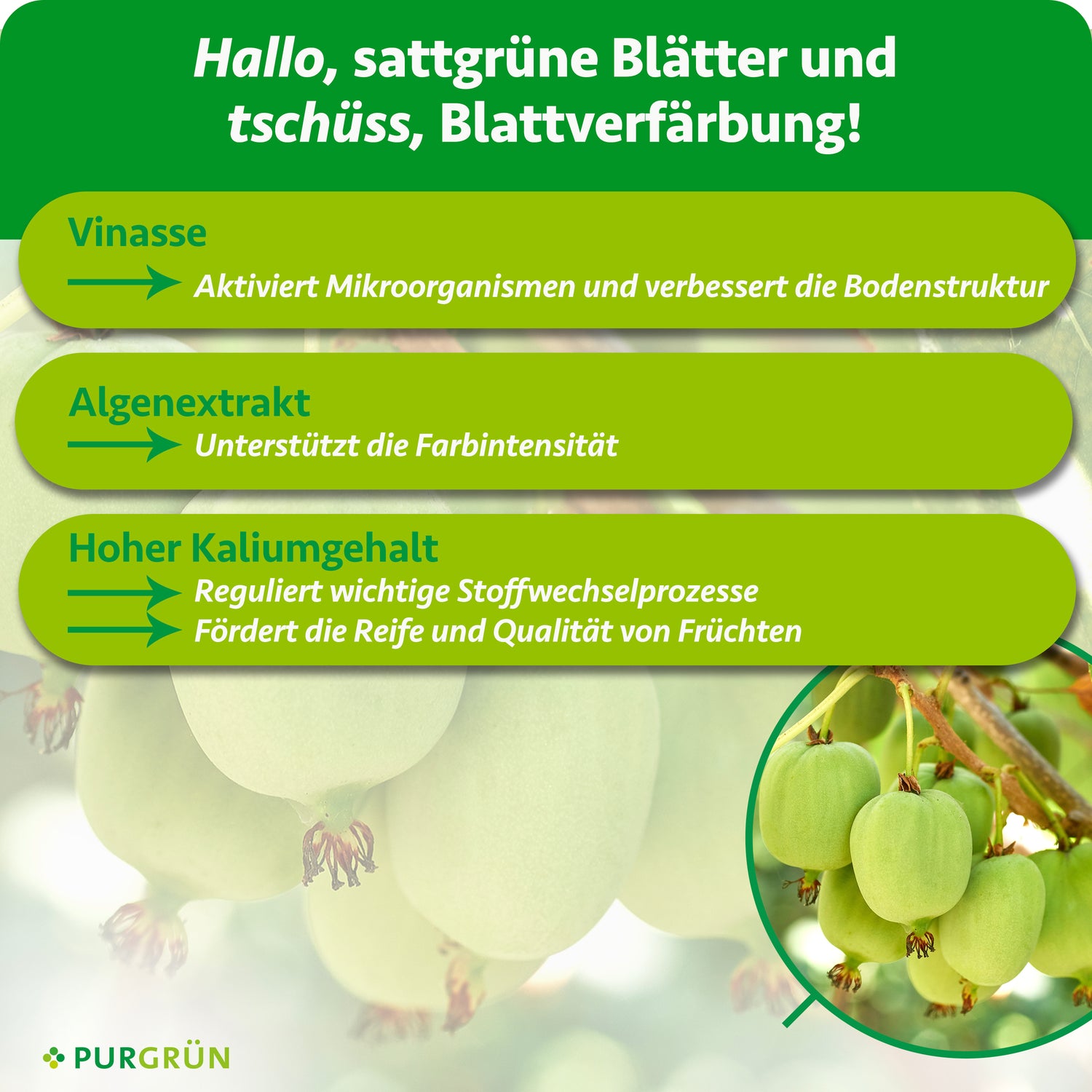 welcher dünger für kiwi Purgrün Bio-Mini-Kiwi-Dünger 1 Liter