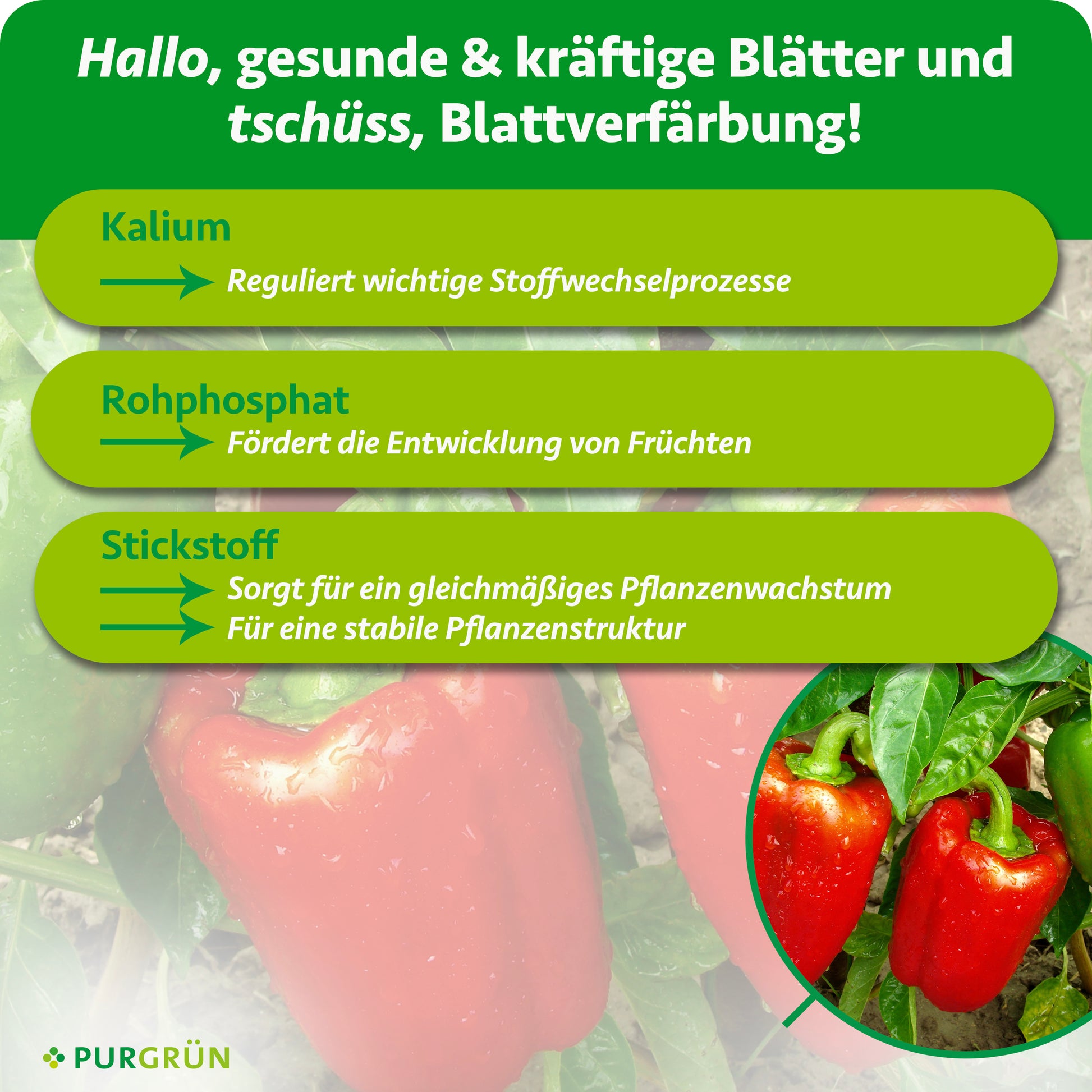 paprika aufbewahren Purgrün Bio-Paprika-Dünger 1 Liter