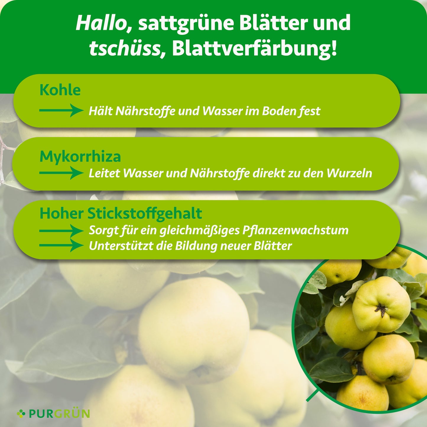 Bio-Quittenbaum-Dünger 1 kg