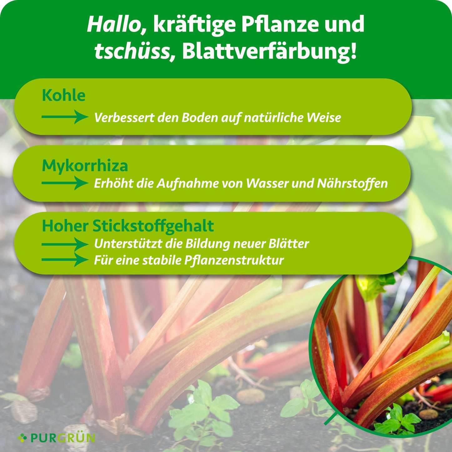 Bio-Rhabarber-Dünger 1 kg