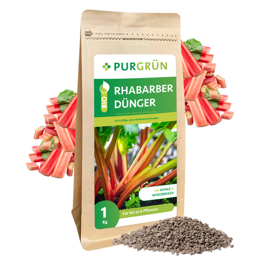 Aufrecht steht ein 1 kg-Sack Purgrün Bio-Rhabarber-Dünger mit Rhabarberstängeln und -blättern auf der Verpackung, wobei loses Granulat und dekorative Rhabarberstängel und Pflanzenkohle für eine natürliche Optik sorgen.