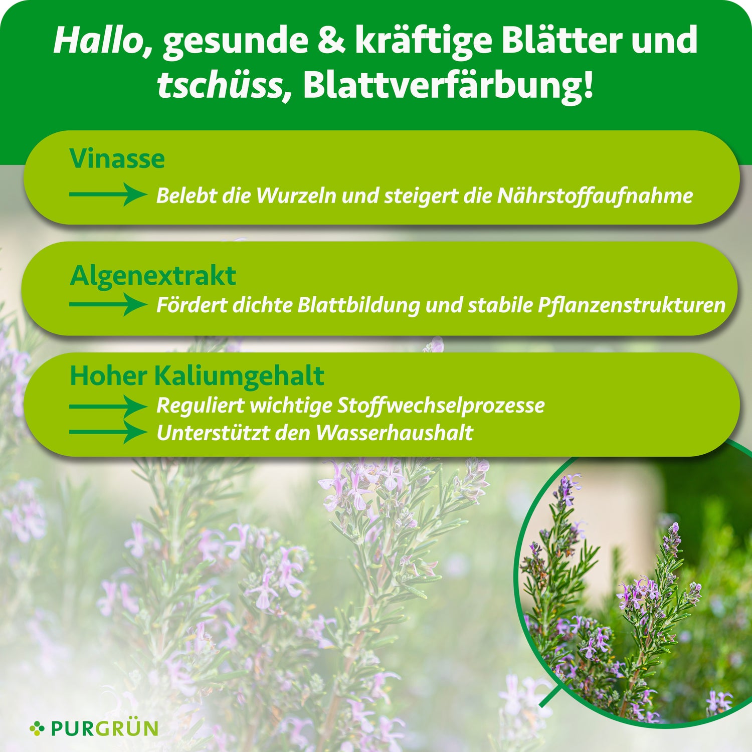 Purgrün Bio-Rosmarin-Dünger 1 Liter