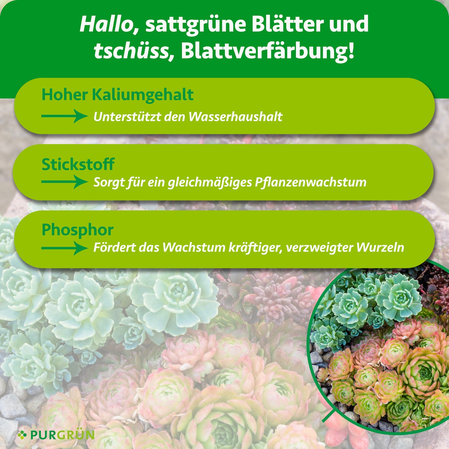Bio-Sedum-Dünger 1 kg