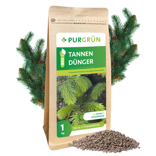 Ein 1kg-Sack Purgrün Tannendünger steht vor grünen Tannenzweigen, davor ein kleiner Haufen Granulat. Die Verpackung zeigt Tannennadeln und grüne Etiketten, die auf Mykorrhiza für gesundes Baumwachstum hinweisen.
