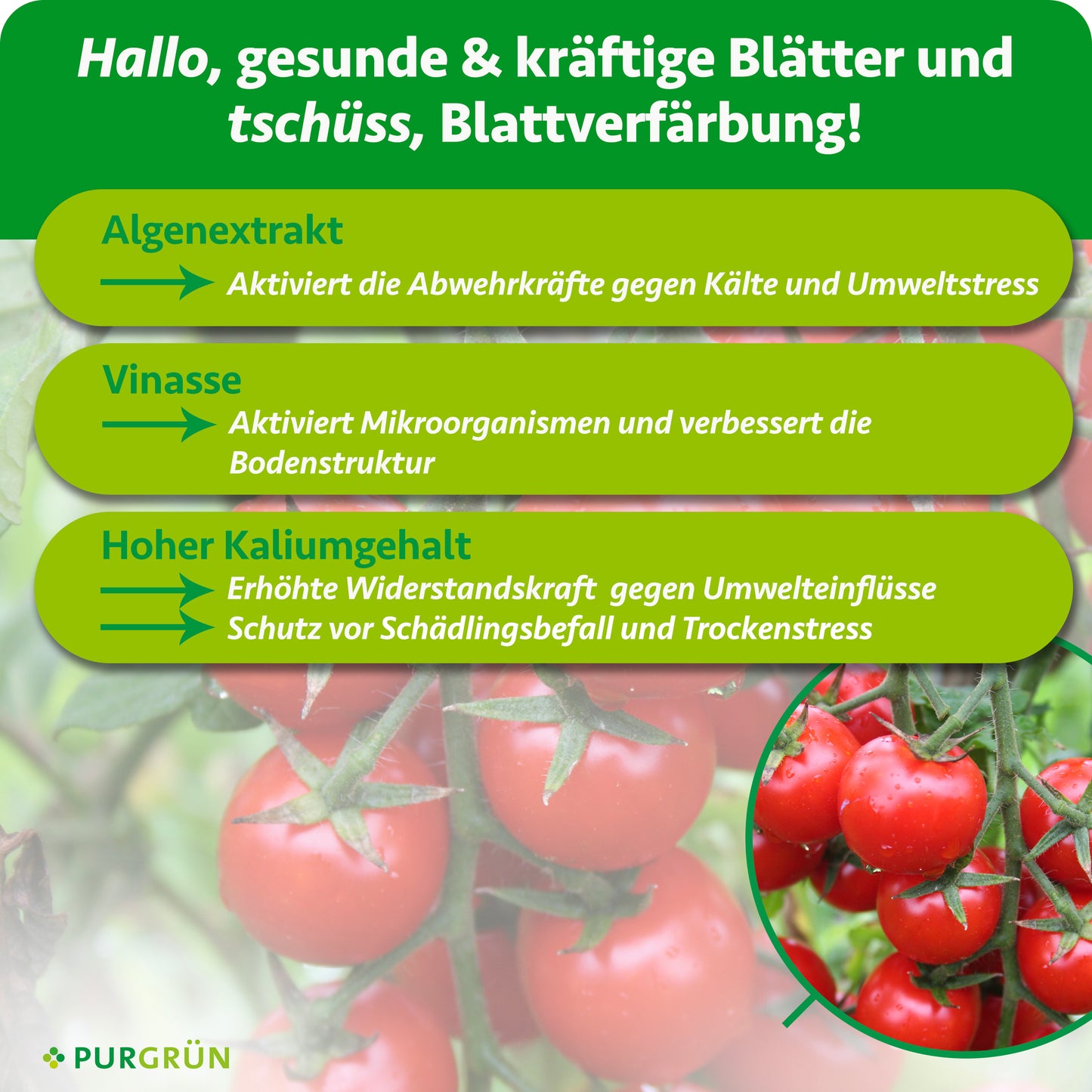 Bio-Tomatendünger 1 Liter