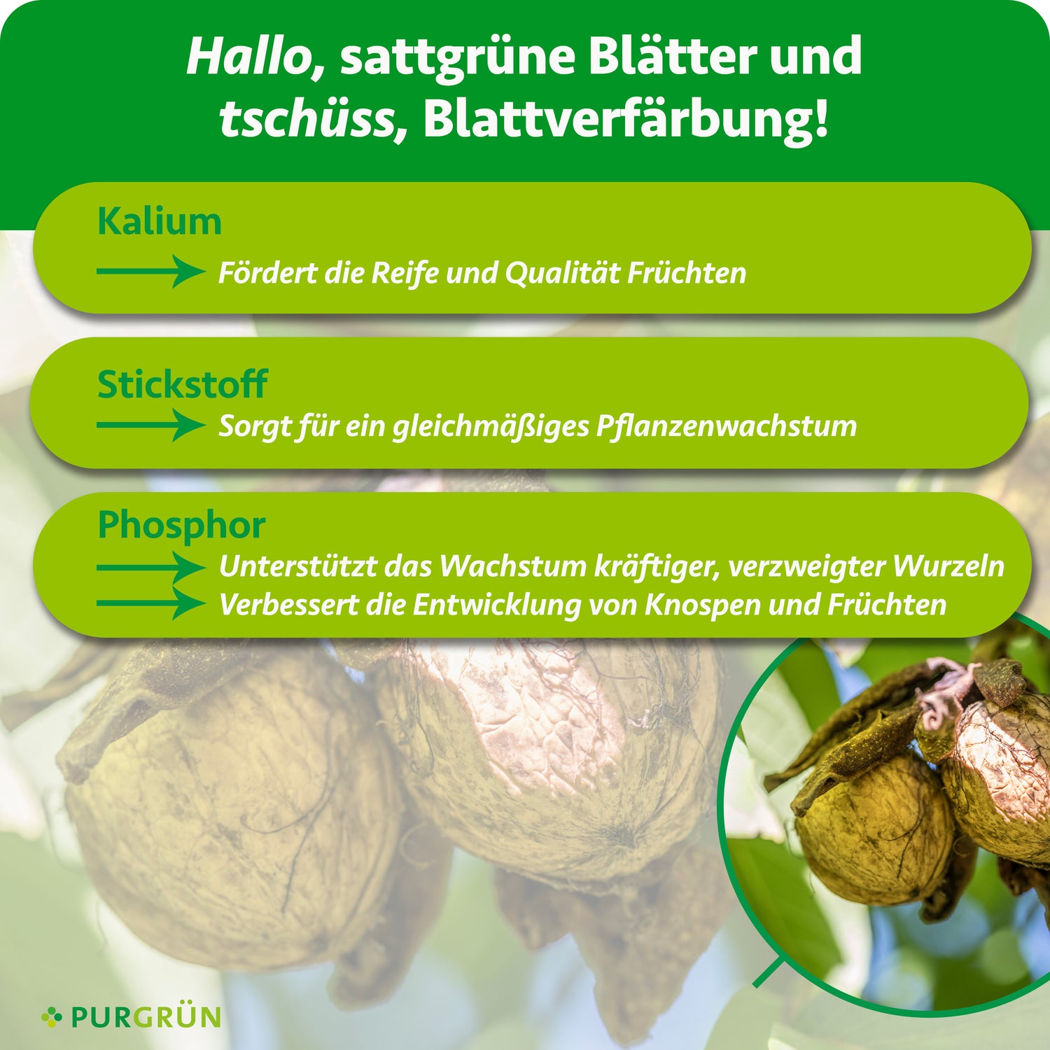 Purgrün Bio-Walnussbaum-Dünger 1 kg